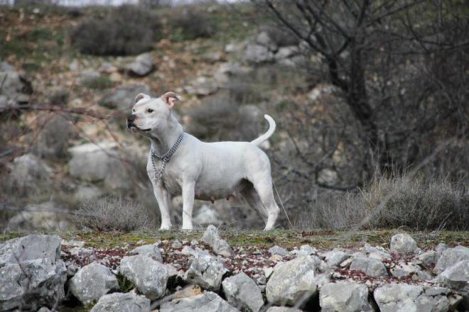 fear - staffie blanc / staffordshire bull terrier chiots dispo