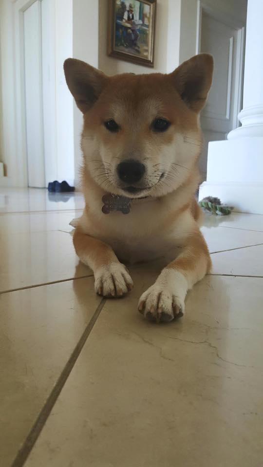 Poppy, shiba inu, 6 mois, Cannes